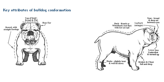 Key Attributes Of Bulldog Conformation